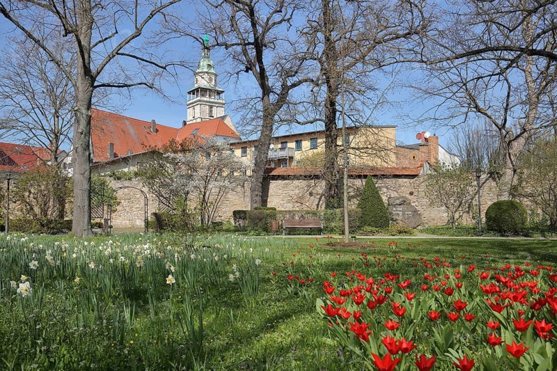 Historic city wall and spa park with tulips and daffodils in spring, St. Bonifacius market church, Bad Langensalza, Thuringia, Germany