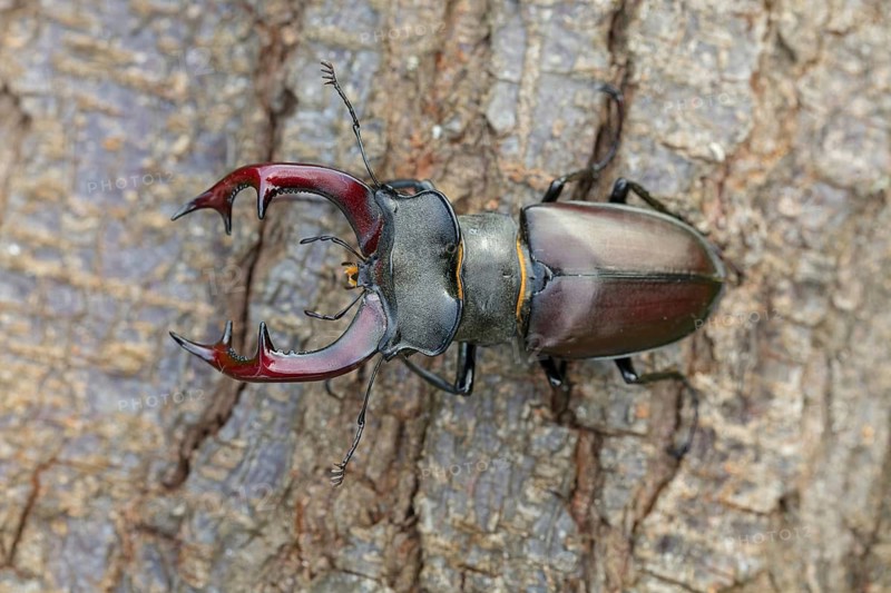 Stag beetle, (Lucanus cervus), insects, animals Neuhofen, garden, Rhineland-Palatinate, Germany