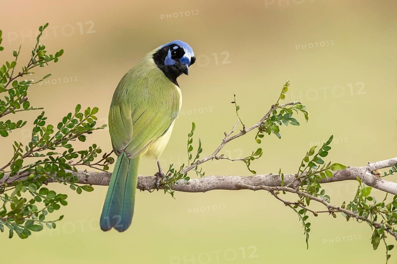 Green Jay (Cyanocorax luxuosus) perched on a branch, Texas, USA