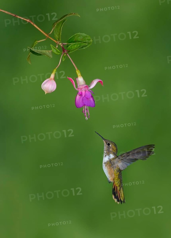 Female Volcano Hummingbird (Selasphorus flammula) San Gerrardo de Dota, Costa Rica