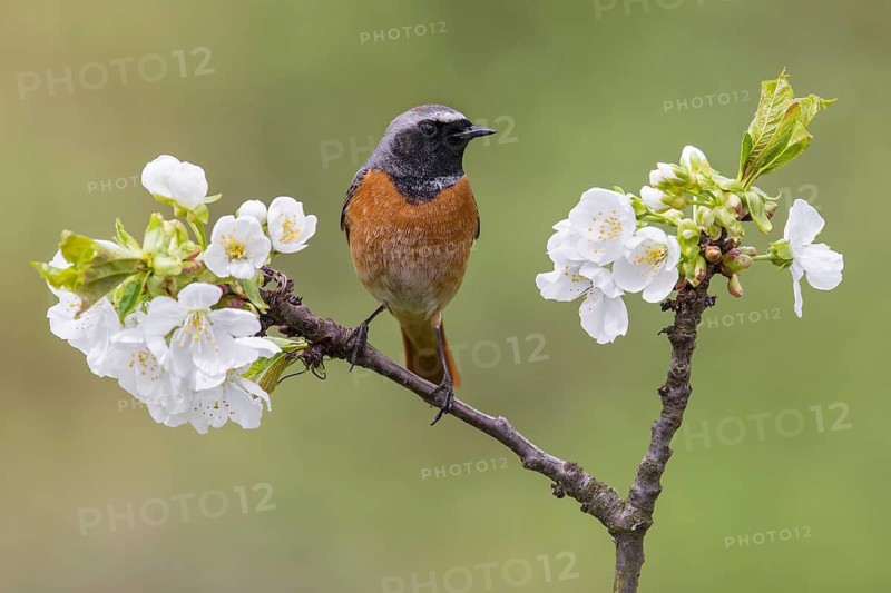 Common Redstart (Phoenicurus phoenicurus) male perched on a flowering twig, Poland