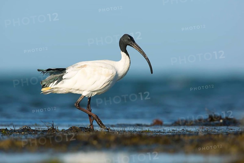 Australian White Ibis (Threskiornis molucca), Victoria, Australia