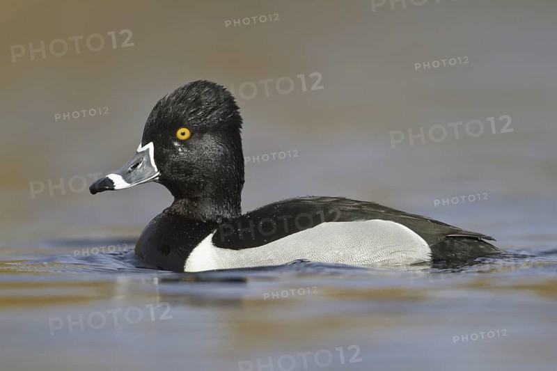 Ring-necked Duck (Aythya collaris) male, British Columbia, Canada