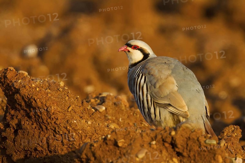 Chukar Partridge (Alectoris chukar), Cyprus