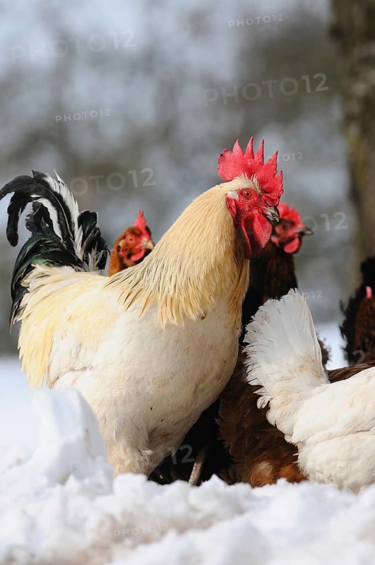 White cockerel with red comb standing with chickens in the snow, domestic fowl (Gallus gallus domesticus), Franconia
