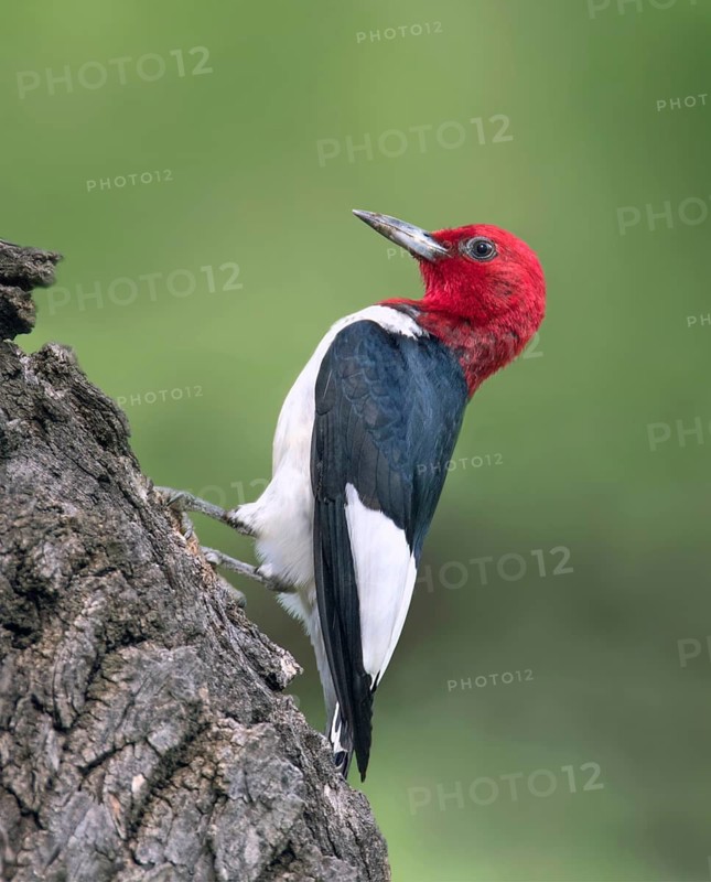 A Red-headed Woodpecker (Melanerpes erythrocephalus) perched on a tree in Theodore Roosevelt National Park