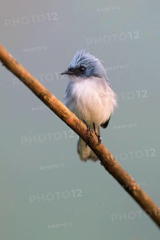 White-tailed Blue Flycatcher (Elminia albicauda) perched on a branch, Uganda