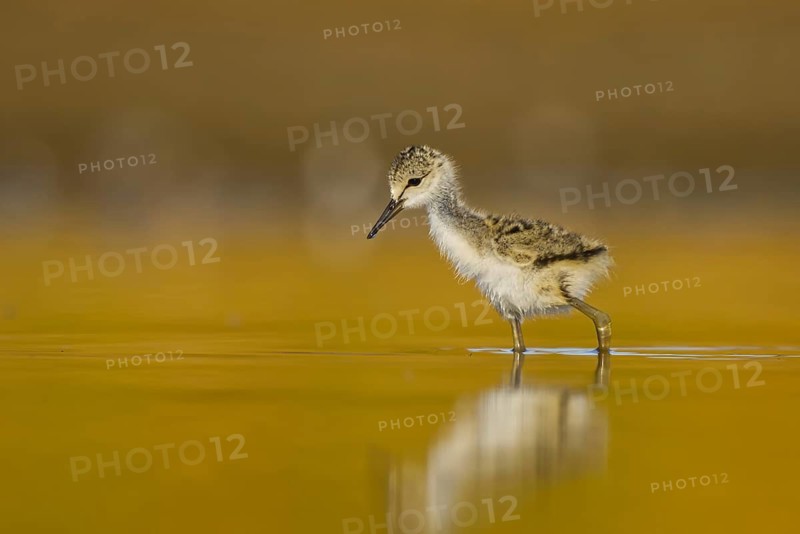 Black-winged Stilt (Himantopus himantopus) chick foraging, North Rhine-Westphalia, Germany