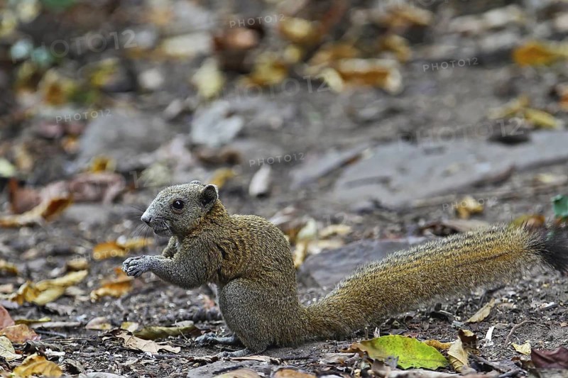 Graubauchhörnchen (Callosciurus caniceps) im Regenwald am Waldboden fressend, Kaeng Krachan Nationalpark, Thailand