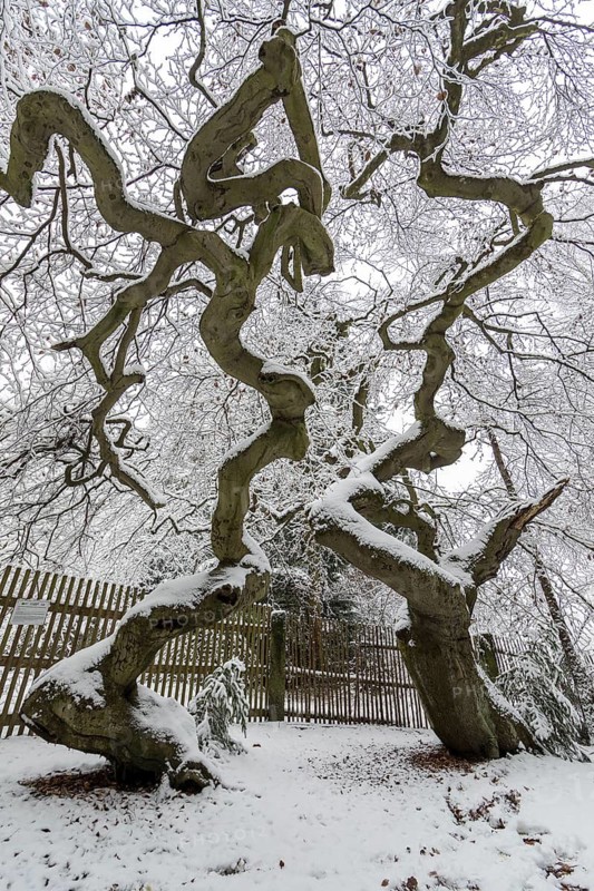 Snow-covered Süntel beech, copper beech (Fagus sylvatica), Tharandt Forest, Saxony, Germany