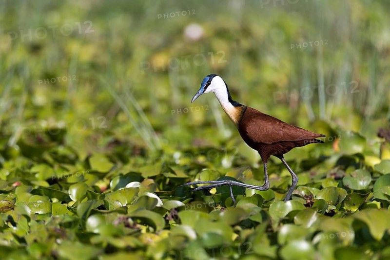 Blue-fronted Plover, (Actophilornis africanus), Lake Naivasha, Kenya, plover family, biotope, habitat, foraging