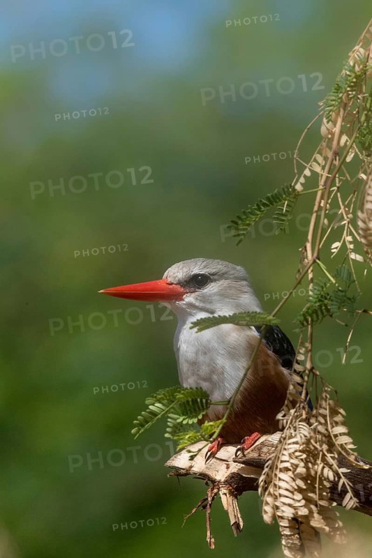 Grey-headed Kingfisher (Halcyon leucocephala), Cape Verde