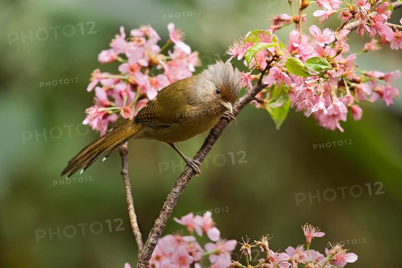 Rusty-fronted Barwing (Actinodura egertoni), Yunnan, China
