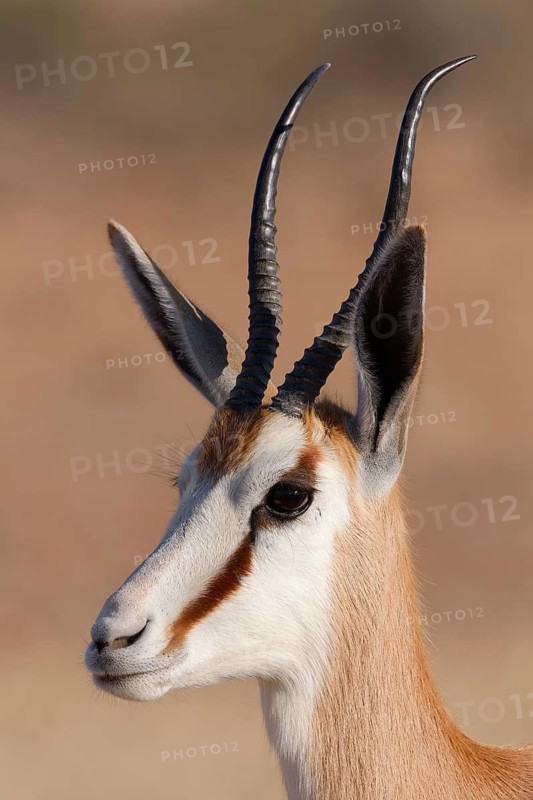 Springbok (Antidorcas marsupialis), adult animal, head close-up, profile view, morning light, Kalahari desert, Kgalagadi Transfrontier Park, Northern Cape, South Africa
