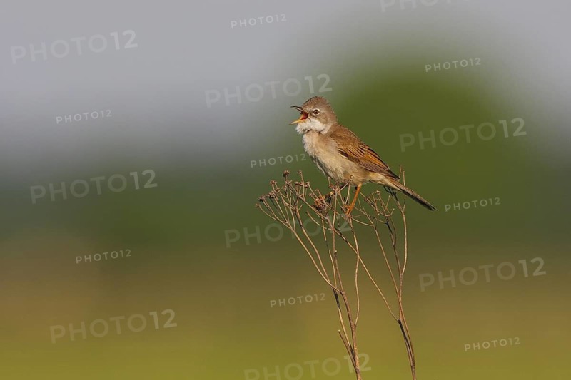 Common Whitethroat (Sylvia communis) singing, North Rhine-Westphalia, Germany