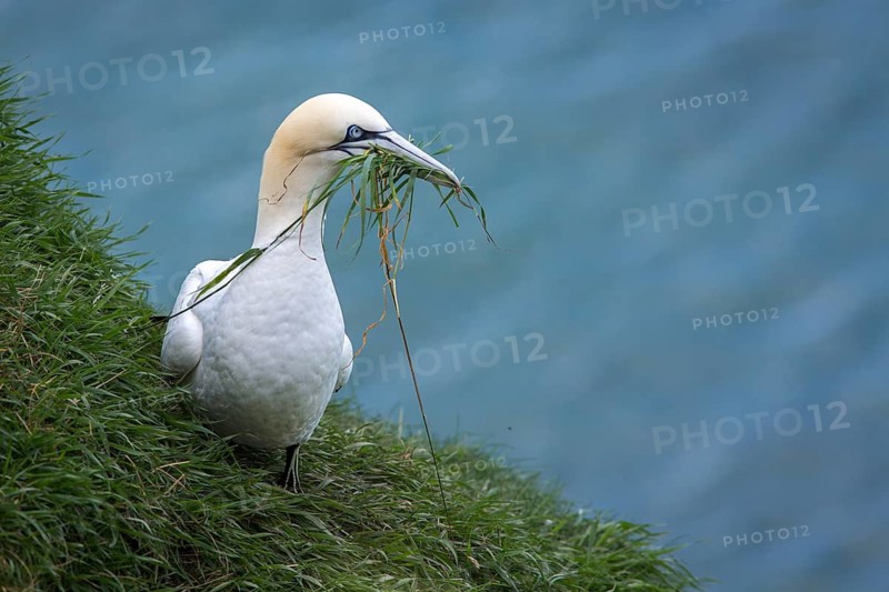 Northern Gannet (Morus bassanus), with nesting material in beak, Bempton Cliffs, United Kingdom