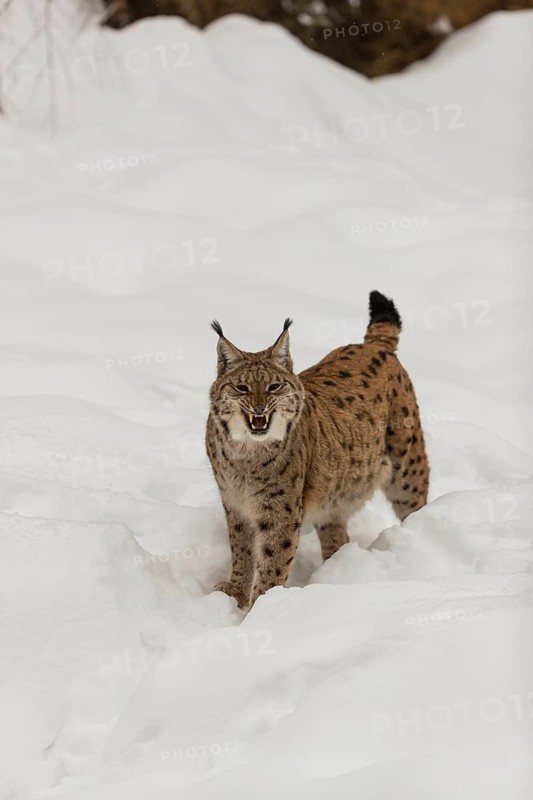 One Eurasian lynx, (Lynx lynx), walking over a snow covered opening in a forest. Yawning