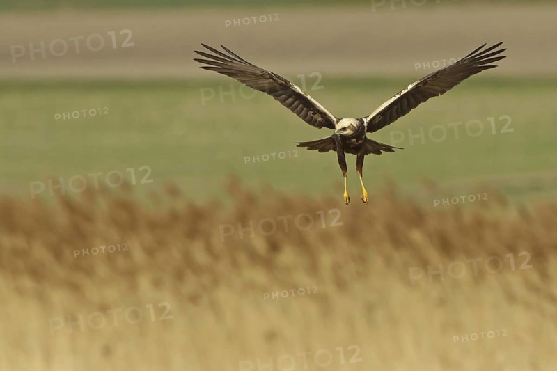 Western Marsh Harrier (Circus aeruginosus) female flying, Rhineland-Palatinate, Germany