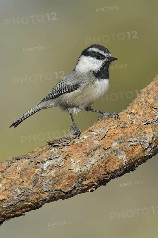 Mountain Chickadee (Poecile gambeli)