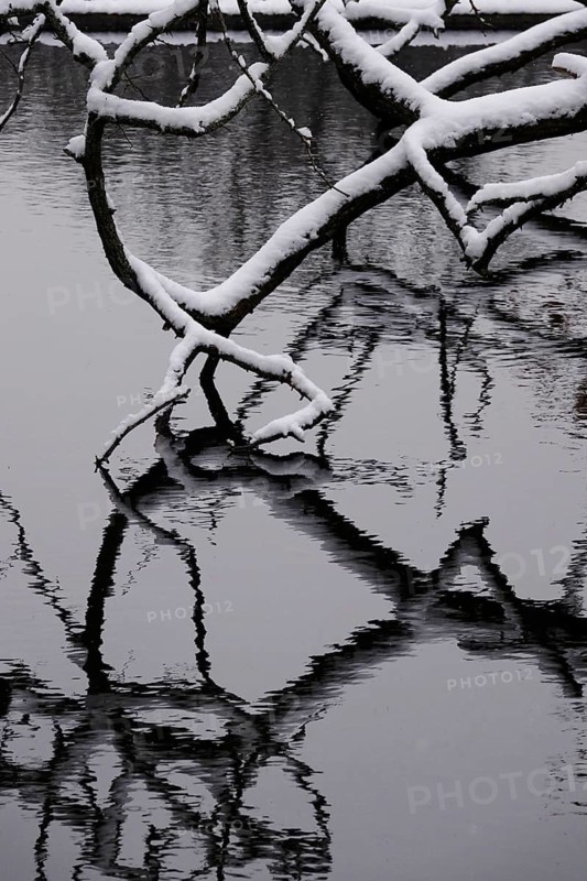 Branches with snow in a lake, winter, Germany