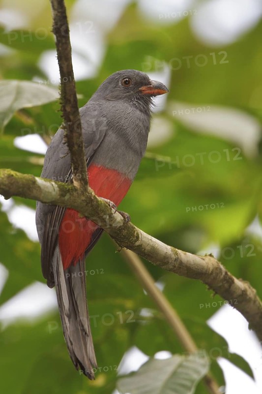 Slaty-tailed Trogon (Trogon massena) perched on a branch in Costa Rica, Central America