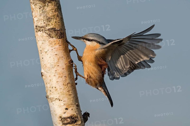 Eurasian Nuthatch (Sitta europaea) spreading wings, Aosta Valley, Italy