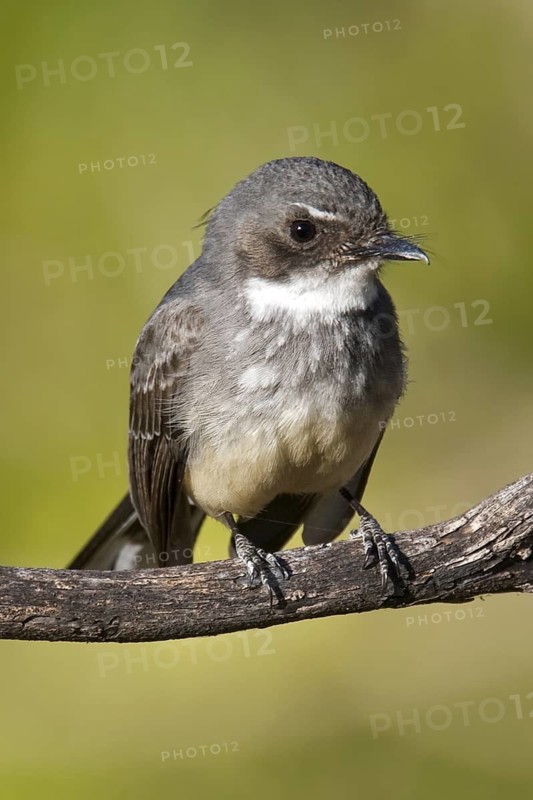 Northern Fantail (Rhipidura rufiventris), Western Australia, Australia