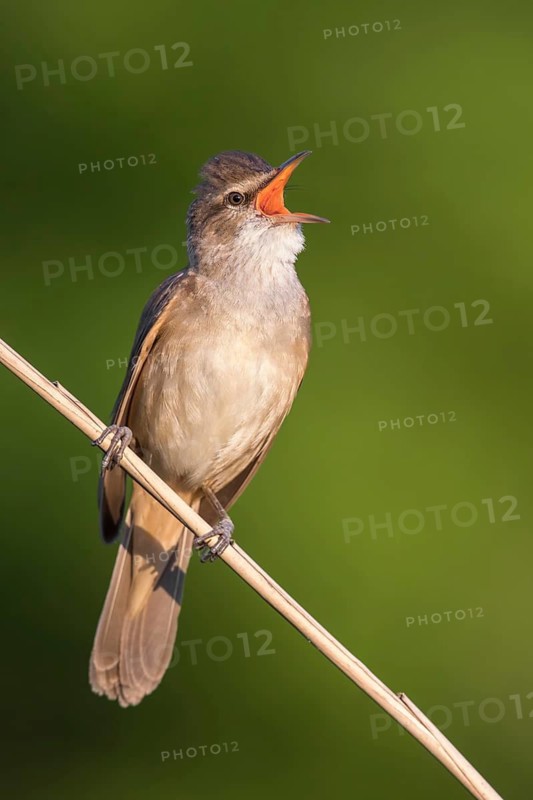 Great Reed Warbler (Acrocephalus arundinaceus) male singing in reeds, Poland