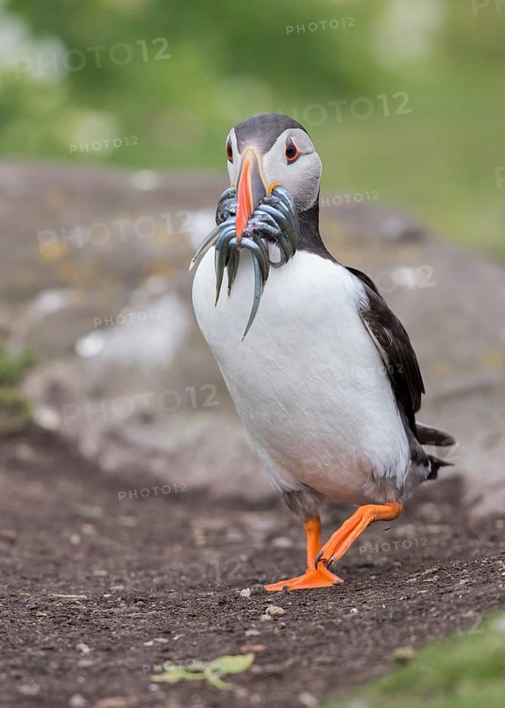 Atlantic Puffin (Fratercula arctica) with sandeels in beak, Scotland, United Kingdom