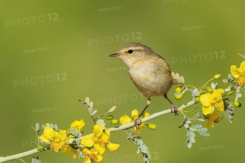 Common Chiffchaff (Phylloscopus collybita), Eilat, Israel