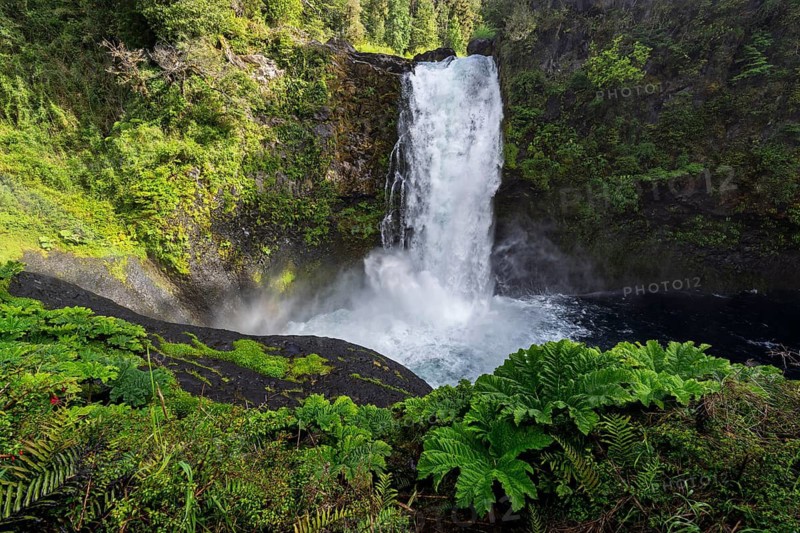Waterfall cascades over rock face into a pool surrounded by Nantal redwood (Gunnera tinctoria) and Nothofagus forest, Huilo Huilo Biological Reserve, Región de los Ríos, Chile