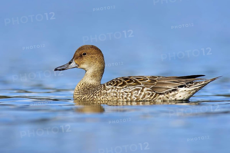 Northern Pintail (Anas acuta) female, British Columbia, Canada