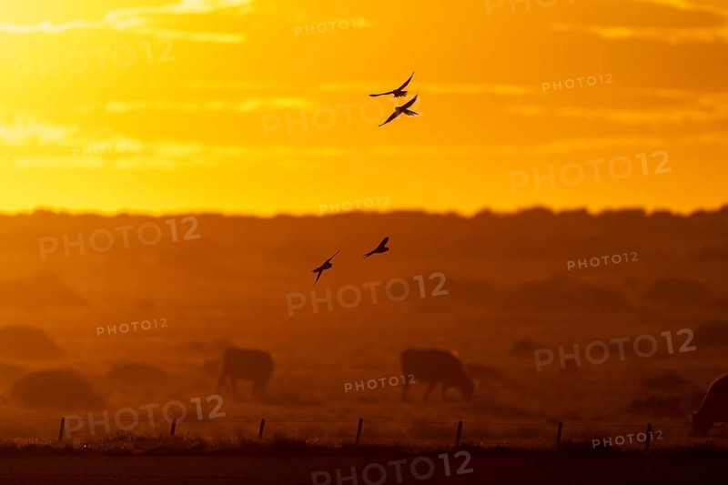 Rock parakeets (Cyanoliseus patagonus), four birds in flight silhouetted against an orange sunset sky, grazing cattle in the background, Pampa, Río Negro province, Argentina