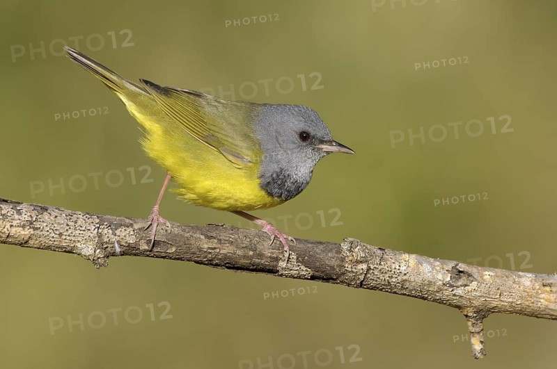 Mourning Warbler (Geothlypis philadelphia) male, Texas, USA