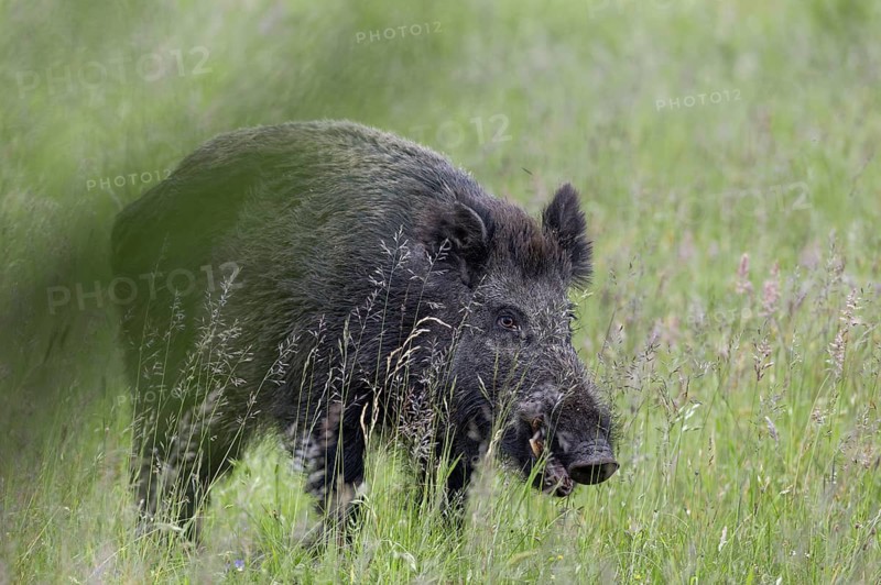 A wild boar (Sus scrofa) approaches me at a short distance, but passes me by without noticing anything, proximity, Denmark