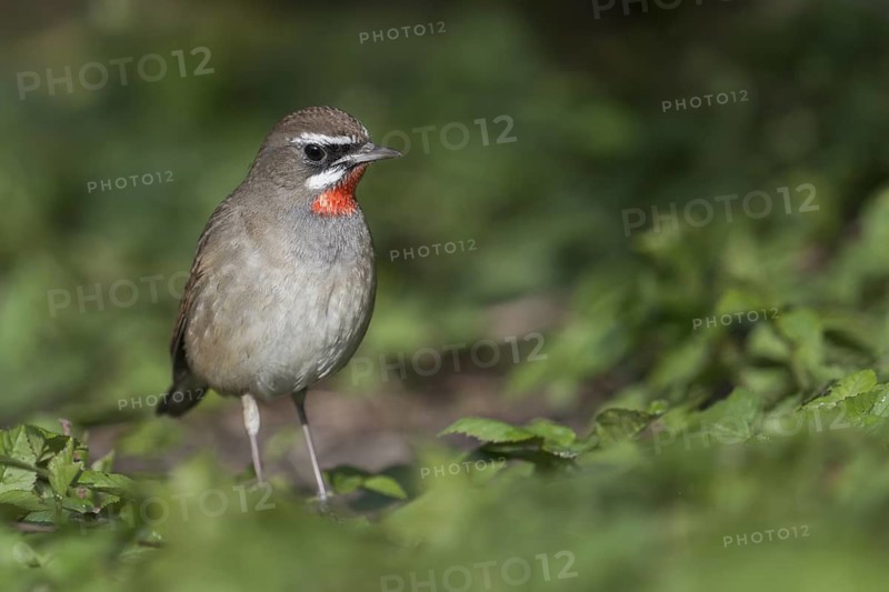 Siberian Rubythroat (Calliope calliope) male, Netherlands