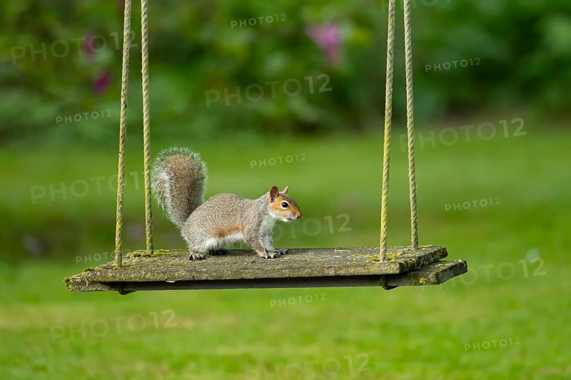 Grey squirrel (Sciurus carolinensis) adult animal on a garden swing, England, United Kingdom