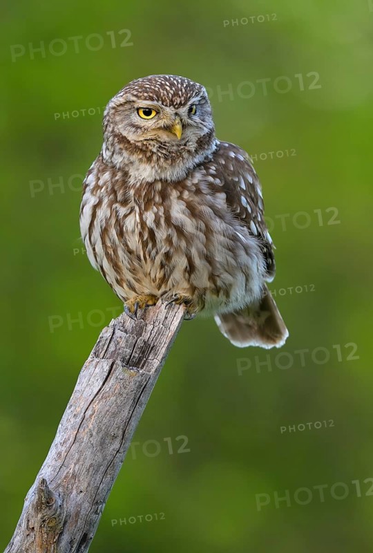 Little Owl (Athene noctua), on dead apple tree branch, biosphere area, Swabian Alb, Baden-Württemberg, Germany
