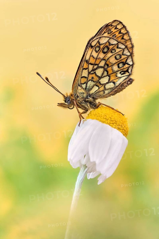 Die Flügelunterseite vom Randring-Perlmutterfalter (Boloria eunomia)