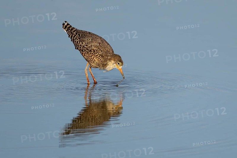 Ruff (Philomachus pugnax) adult wading bird in summer plumage in a shallow lagoon, RSPB Titchwell Marsh nature reserve, Norfolk, England, United Kingdom