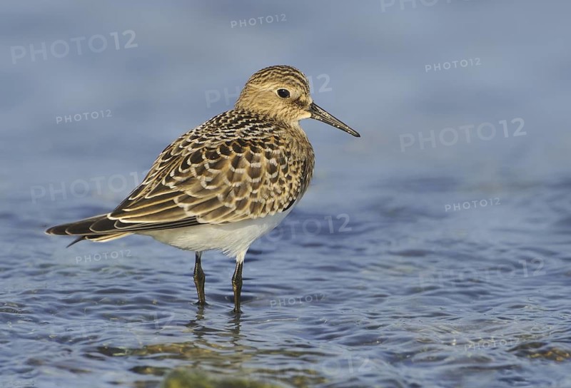 Baird's Sandpiper (Calidris bairdii), British Columbia, Canada