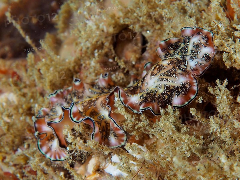 Persian carpet swirl worm (Pseudobiceros bedfordi) with wavy edges and a brown, patterned body on a sandy substrate. Dive site Sodwana Bay National Park, Maputaland Marine Reserve, iSimangaliso Wetland Park, KwaZulu Natal, South Africa