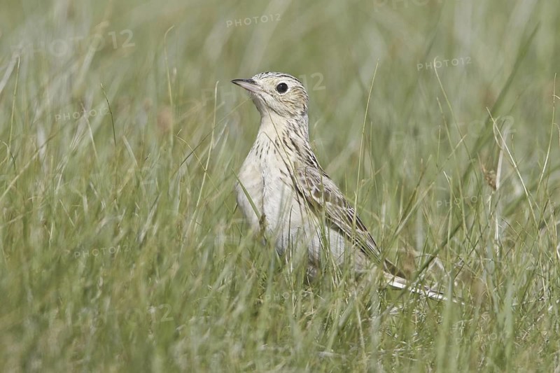 Sprague's Pipit (Anthus spragueii), Saskatchewan, Canada