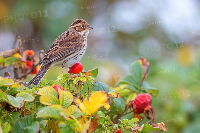Bunting, (Emberiza pusilla), Animals, Birds, Bunting, Bunting perch, Heligoland, Schleswig-Holstein, Germany