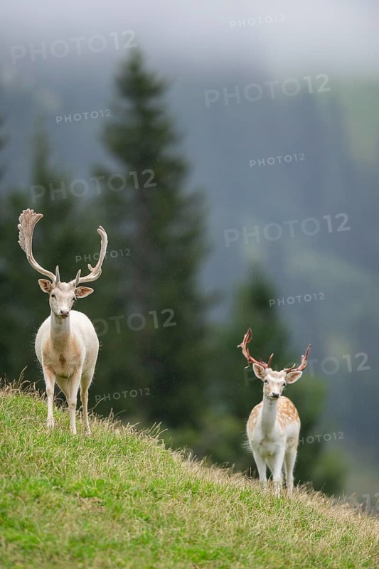 European fallow deer (Dama dama) stags on a meadow, tirol, Kitzbühel, Wildpark Aurach, Austria