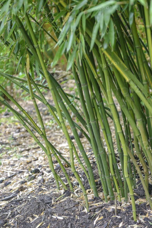 Yellow pitted flat bamboo (Phyllostachys aureosulcata), Rhodo 2014, Romsey, England, Great Britain