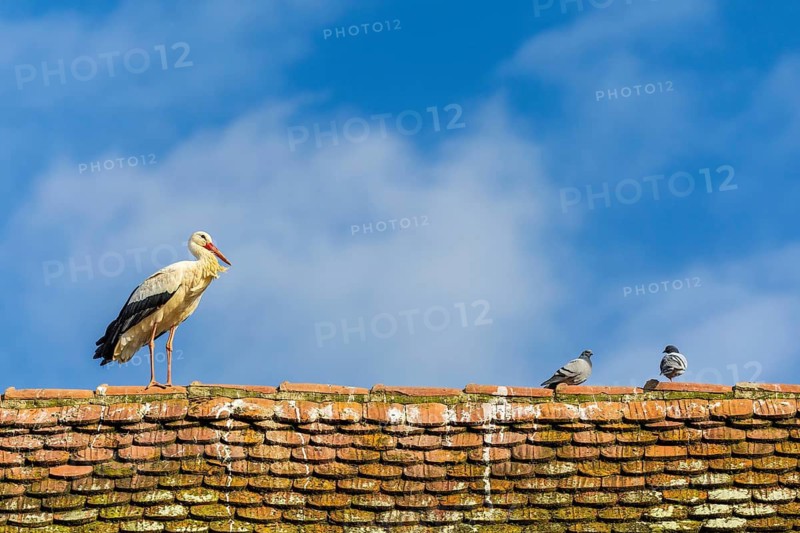 White stork (Ciconia ciconia), on the roof of a house, Affenberg, Salem, Lake Constance region, Baden-Württemberg, Germany