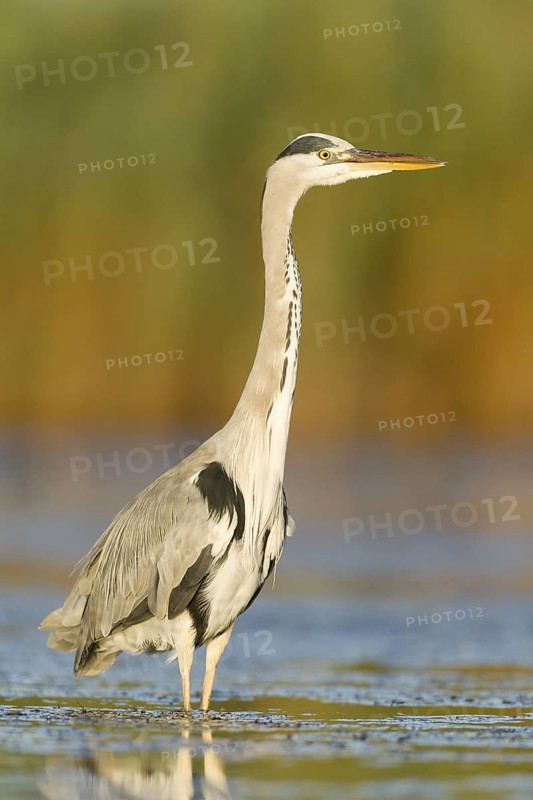 Grey Heron (Ardea cinerea) foraging, Mallorca, Spain