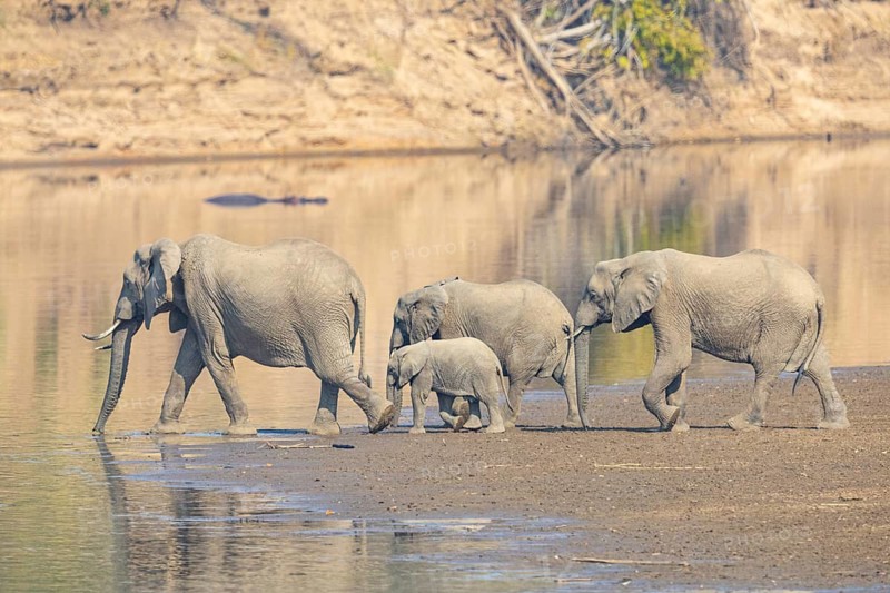 Family of the African elephant (Loxodonta africana) crossing the Luangwa River in Zambia