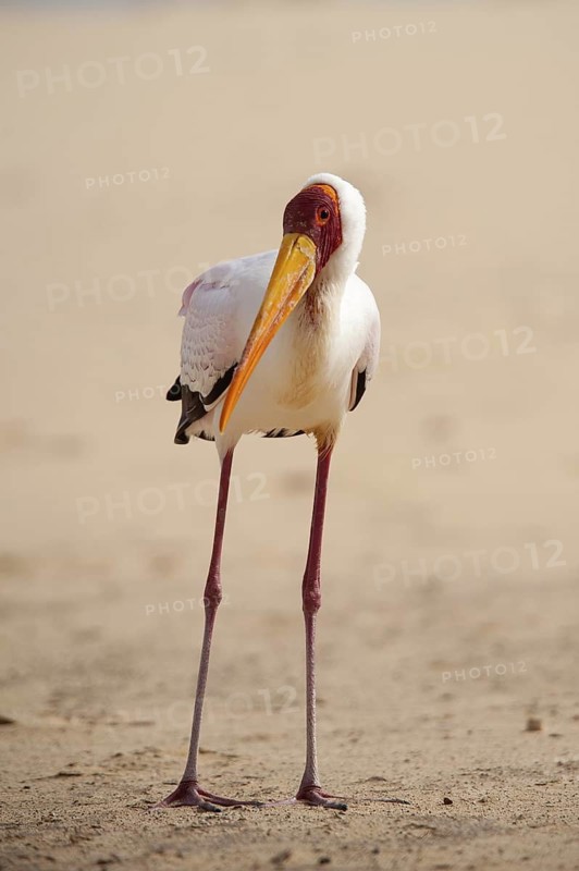 Yellow-billed Stork (Mycteria ibis), Fuerteventura, Spain